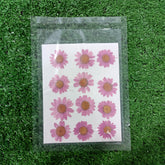 DAISY VIOLET DRY PRESSED FLOWERS